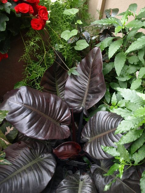 philodendron "Black Cardinal" Black Cardinal Philodendron, Philodendron Black Cardinal, Wishlist Plants, Special Plants, Hawaii House, Amazing Plants, Hawaii Homes, Outdoor Stuff, Indoor Jungle