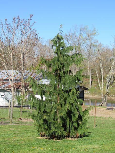 Weeping Alaskan Cedar, Screened Porch, Green Thumb, Backyard Garden, Outdoor Spaces, Alaska, Dark Green, Landscaping, Most Beautiful