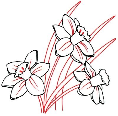 HowStuffWorks "How to Draw a Daffodil" Hand Drawn Daffodil, Daffodil Applique, Flower Bujo, Draw Flowers, Flower Drawing Tutorials, Drawing Flowers, Rose Drawing, Leaf Drawing, Roses Drawing