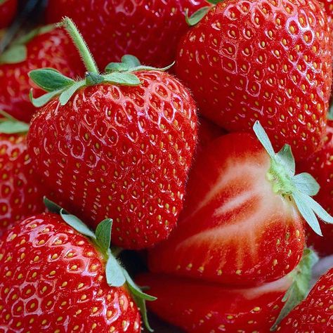 Everbearing Strawberries, Strawberry Varieties, Sauce Cocktail, Root Plants, Strawberry Planters, Strawberry Seed, Growing Strawberries, Strawberry Plants, Beautiful Fruits