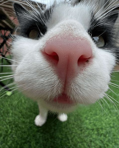 Close Up Cat, Cat Close Up To Camera, Close Up Animals, Cat Looking Up, Monochromatic Color Scheme, Close Up Pictures, Ginger Cats, Orange Cat, Cat Face