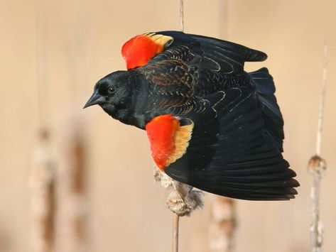 NestWatch | Red-winged Blackbird - NestWatch Brown Thrasher, Red Wing Blackbird, Real Animals, Black Capped Chickadee, Yellow Feathers, Black Birds, Red Wing, Pretty Birds, Bird Photo