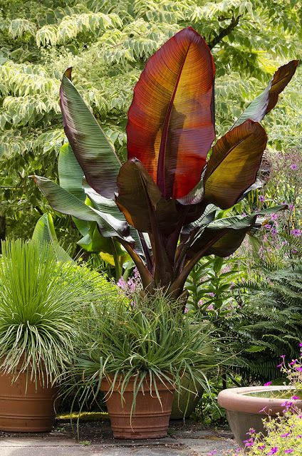 Ensete ventricosum 'Maurelii' - RED BANANA - TROPICAL PLANT - INCLUDED BECAUSE IT IS A MUST FOR AN BIG EXOTIC SHOW IN BIG CONTAINERS - CATHY T Banana Plant Indoor, Red Banana Plant, Red Banana Tree, Red Banana, Banana Plant, Garden Centerpiece, Courtyard Gardens, Tropical Garden Design, Banana Plants