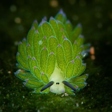 Australian Museum on Instagram: "Looking much like Shaun the Sheep’s cousin, this adorable creature is in fact a kind of sea slug. Known as Leaf Sheep (Costasiella kuroshimae), this species is widely distributed across the waters of Asia, including reefs off the coast of Japan, the Philippines and Indonesia. Amazingly, the Leaf Sheep has some photosynthetic abilities. As the seaslugs graze algae, they suck in the algae’s chloroplasts (a green photosynthetic organ) and store them within their Sea Sheep, Leaf Sheep, Cool Sea Creatures, Weird Sea Creatures, Beautiful Sea Creatures, Sea Slug, Curious Creatures, Aquatic Animals, Pretty Animals