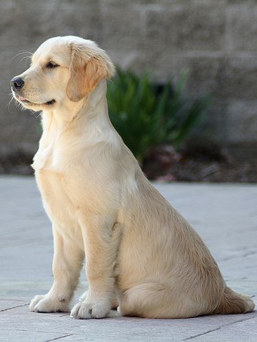 Golden puppy. This puppy looks exactly to a tee like our pup Hattrick @ 13 weeks old. He's my bundle of joy. Chien Golden Retriever, Golden Retriever Mix, Golden Puppy, Golden Retriever Puppy, Retriever Puppy, Dogs Golden Retriever, Retriever Dog, Animal Tattoos, Newfoundland