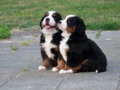 Hond Berner Puppy, Burmese Mountain Dogs, Bernese Puppy, Pretty Puppy, Bernese Dog, Bernese Mountain Dog Puppy, Swiss Mountain Dogs, Crazy Dog Lady, Mountain Dog