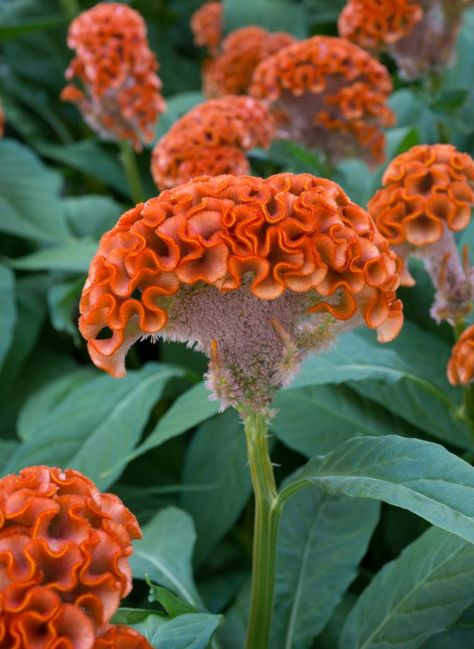 Evanthia Seeds&Plants Celosia Cristata Act Zara Celosia Plant, Celosia Cristata, Celosia Argentea, Celosia Flower, Flower Garden Images, Goth Garden, Strange Flowers, Front Yard Garden Design, Flowers And Garden