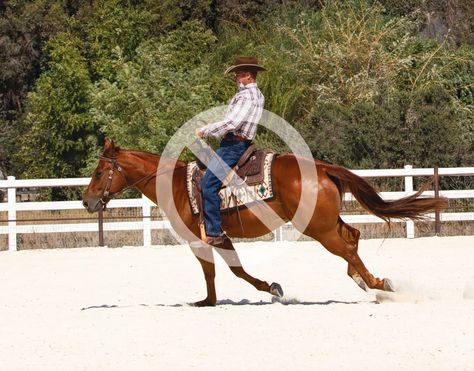 Warwick Schiller loping horse and using too much rein in the process. Warwick Schiller, Barrel Racing Training, Horse Training Exercises, Horseback Riding Tips, Ranch Riding, Equestrian Dressage, Horse Washing, Horse Exercises, Reining Horses