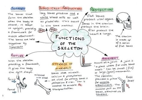 Gcse Pe, Anatomy And Physiology, Classroom Displays, Massage Therapy, Anatomy