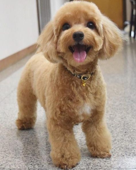 14 Cute Poodle Photos You’ve Ever Seen Poodle Puppy Cut, Toy Poodle Haircut, Puppy Haircut, Poodle Hair, Dog Grooming Styles, Poodle Haircut, Poodle Dogs, Poodle Cuts, Puppy Grooming