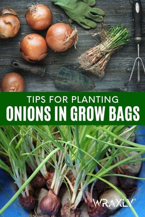 This easy-to-follow tips for planting onions in grow bags for your grow bag garden is here. In this article, you will learn soil preparation, time of planting, spacing and depth as well as caring for the onions. All that and more in this post! | Grow bags gardening Grow Bag Garden, Harvest Onions, Grow Onions, Types Of Onions, Growing Onions, When To Plant Vegetables, Onion Bulbs, Planting Onions, Easy Vegetables To Grow