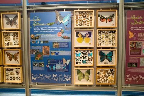 Indoor Butterfly Exhibits – Exhibits Pretend City, Butterfly Exhibit, Butterfly Wings Pattern, Butterfly Drawing, Butterfly Wall, Work Ideas, A Butterfly, Butterfly Wings, The Science