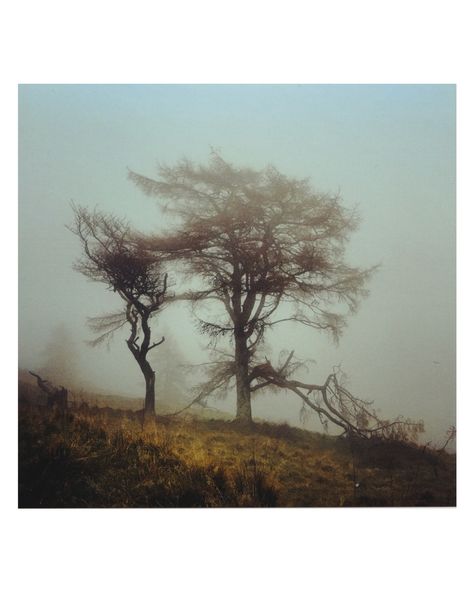 b r o k e n t r e e I’ve had a lot of fun shooting medium format again, you just can’t beat it 🙂 #mamiya #c330 #kodak #portra400 #mediumformat #film #photography #nature #fog #atmospheric #landscapephotography #cinematographer #dop #northumberland Inanimate Nature Photography, Film Landscape Photography, Moody Landscape Photography, Dark Nature Photography, Nature Film Photography, Mamiya C330, Fog Painting, Film Photography Aesthetic, Fog Photography