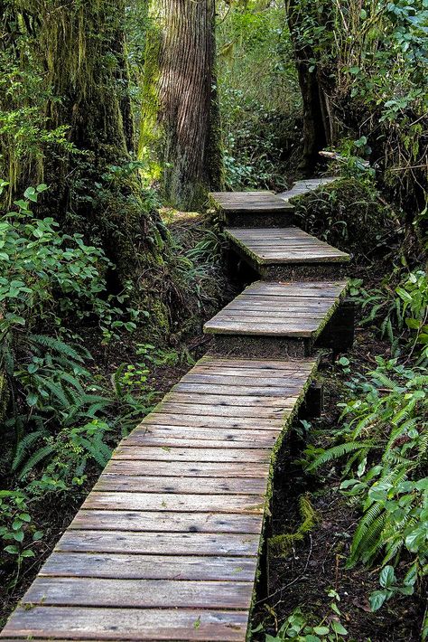 Trail to Schooner Cove (Tofino, Vancouver Island, BC) by Alex cr.c. Wooden Pathway, Wooden Path, Japanese Garden Landscape, Australian Native Garden, Garden Stairs, Eco Hotel, Cabin Exterior, Dream Yard, Outdoor Stairs