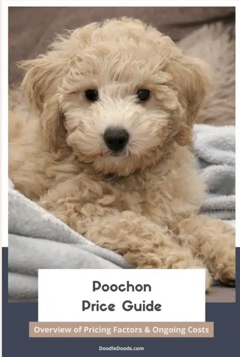 Bichon Mix Dogs, Poochon Dog Grooming Styles, Bichon Poodle Haircut, Poochon Puppy, Poochon Dog, Bichon Poodle Mix, Poochon Puppies, Poodle Haircut Styles, Bichon Poodle