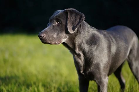 Charcoal Labrador Retriever, Charcoal Lab Puppies, Charcoal Labrador, Charcoal Lab, White Labrador, Dream Pet, Black Labrador Retriever, Lab Puppy, Lab Dogs