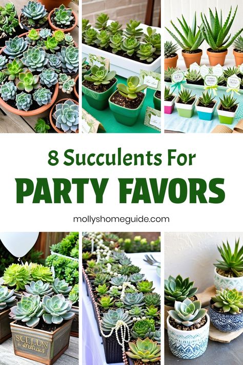 Looking for unique party favors? Consider succulents! They make great gifts and are easy to customize for any event. Whether it's a wedding, bridal shower, or birthday party, DIY succulent favors will surely impress your guests. From potted succulents to charming wrappers, there are endless ways to incorporate these green beauties into your special day. Succulent favors also double as escort cards or table decorations, adding a touch of nature to the celebration. Birthday Party Diy, Succulent Favors, Potted Succulents, Diy Party Favors, Unique Party Favors, Propagating Succulents, Types Of Succulents, Unique Favors, Jade Plants