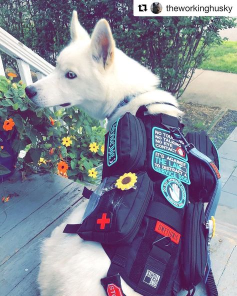 Husky Service Dog, Service Dog In Training Vest, Service Dogs Vest, Service Dog Vest Ideas, Cute Service Dog Vest, Poodle Service Dog, Service Dog Aesthetic, Service Dog Gear, Service Dog In Training