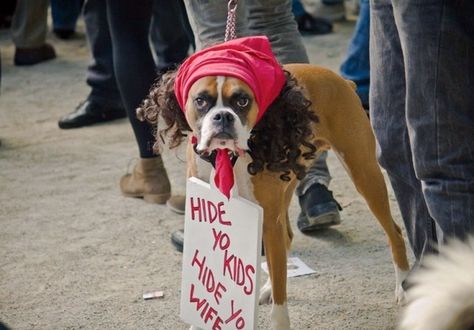 Antoine Dodson costume Pet Halloween Costumes, Boxer Love, Animal Costumes, Dog Halloween Costumes, Dog Costumes, Dog Costume, Halloween Animals, Cool Halloween Costumes, Pet Costumes