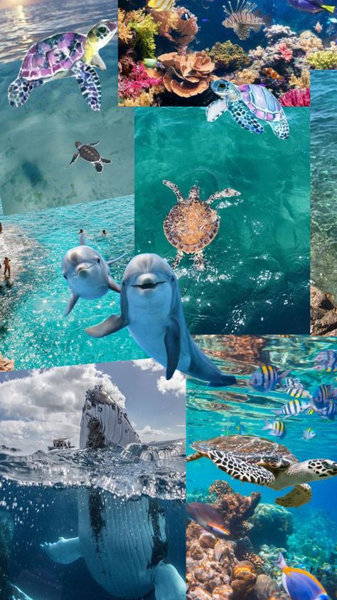 🐢 #turtle #seacreatures #collage #sea #whales Turtle Collage, Water Wallpapers, Summer Wallpapers, Cute Summer Wallpapers, Vsco Aesthetic, Marine Biologist, Mysterious Places, Underwater Life, Beach Wallpaper