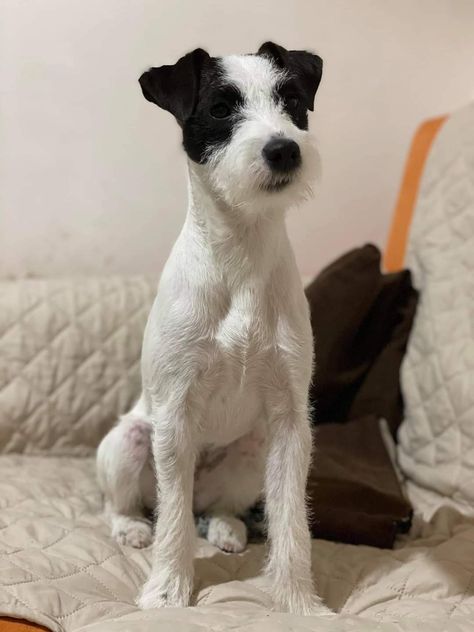 Russell Terrier Dog, Parsons Russell Terrier, Dog Door Bell, Jack Terrier, Fit Dogs, Jack Russell Terrier Puppies, Russel Terrier, Dog Bell, Parson Russell Terrier