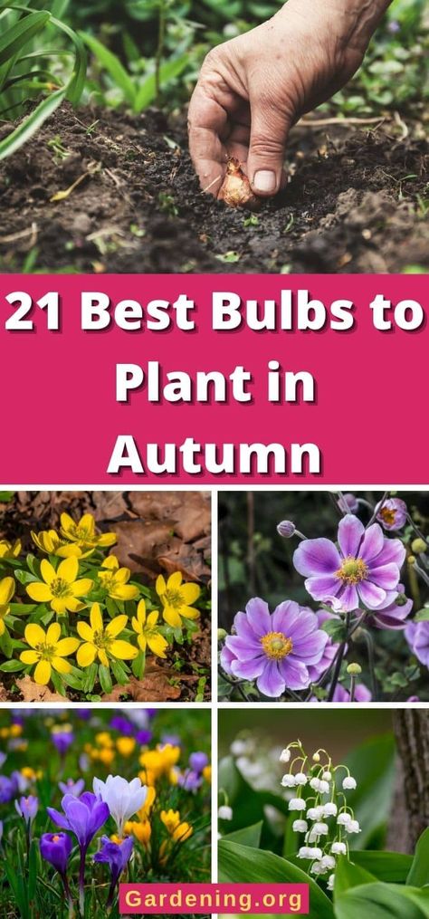 Fall is a GREAT time to plant a spring and summer flower garden. Here are the autumn bulbs you should plant in the fall. Fall Bulbs For Spring, Bulbs To Plant In Fall Zone 5, Bulbs To Plant In Fall Zone 4, Bulbs To Plant In Fall Zone 6, Fall Planted Bulbs, High Elevation Gardening, Fall Bulbs To Plant, Perennial Bulbs To Plant In Fall, Perennials To Plant In The Fall