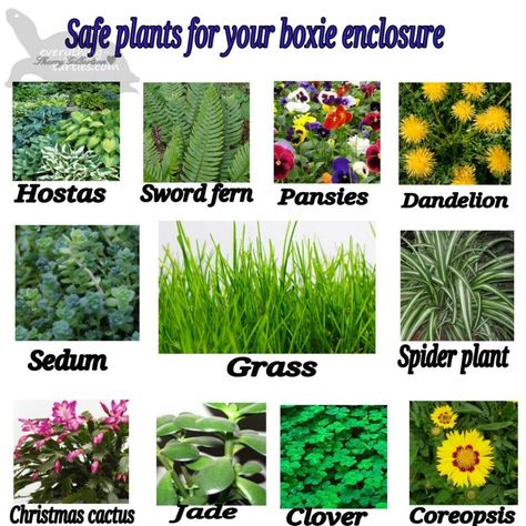 Safe plants for box turtles and tortoises Box Turtle Habitat, Turtle Enclosure, Box Turtles, Russian Tortoise Diet, Eastern Box Turtle, Turtle Care, Tortoise Food, Turtle Homes, Tortoise Enclosure