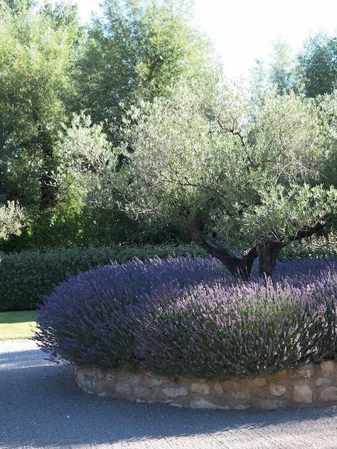 Olive Trees Landscape, Olive Trees Garden, Provence Lavender, Lavender Garden, Mediterranean Garden, Garden Trees, Garden Cottage, Landscape Trees, Olive Tree