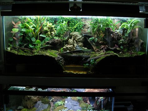 Click the image to open in full size. Red Eyed Crocodile Skink, 75 Gallon Aquarium, Bioactive Vivarium, Hermit Crab Tank, Snake Terrarium, Frog Terrarium, Snake Enclosure, Frog Tank, Gecko Terrarium