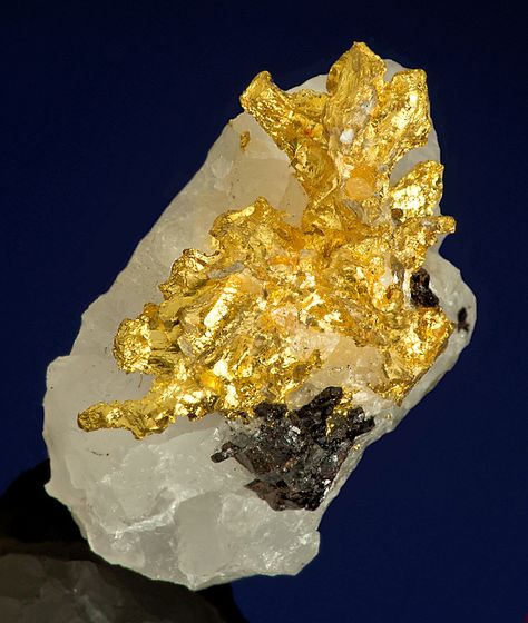 Native Gold with Sphalerite on Quartz Gold Specimens, Gold Crystals, Geology Rocks, Pretty Rocks, Gold Nugget, Beautiful Rocks, Mineral Stone, Minerals And Gemstones, Rocks And Gems