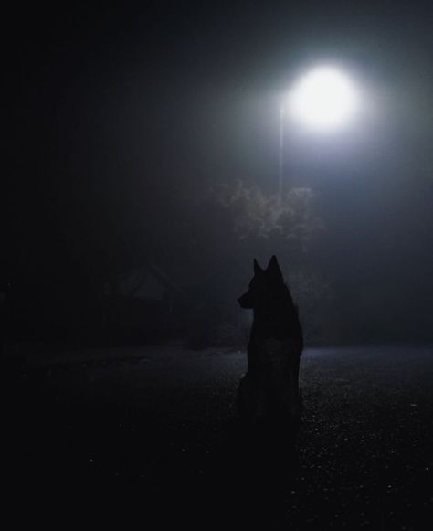 Hound Aesthetic Dark, Screaming Animals, Dog Shadow, Shadow Dog, Class Inspiration, Dark Black Wallpaper, Scary Dogs, Dog Light, Halloween Photography