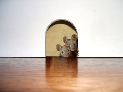 Shop Mural, Woodland Wall Decals, David Zinn, Mouse Wall, Mouse Hole, Mouse Pictures, Woodland Wall, Gallery Ideas, Art Corner