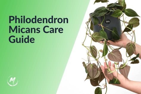 Get ready to become a pro at caring for your Philodendron Micans! This tropical beauty is well-loved by plant enthusiasts for its unique characteristics and effortless ability to spruce up any indoor space. This article shares the top 5 care tips for keeping your Philodendron Micans healthy and happy. We’ve got you covered, from watering … Philodendron Micans Care: [5] Must Know Plant Tips Read More » The post Philodendron Micans Care: [5] Must Know Plant Tips appeared firs... Philodendron Micans Care, Philodendron Micans Variegated, Philodendron Micans, Philodendron Scandens, Plant Tips, Tropical Beauty, Healthy And Happy, Unique Characteristics, Happy We