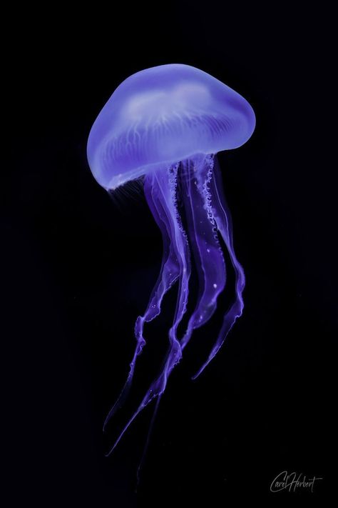 Glowy Jellyfish, Jellyfish Images, Jellyfish Wall Art, Moon Jelly, Art To Buy, Moon Jellyfish, Jellyfish Print, Oceans Of The World, Black Acrylics