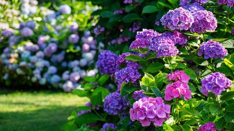 How to winterize hydrangeas and help them flourish in 2022 | Tom's Guide Spirea Shrub, Grow Butterflies, Pruning Hydrangeas, Hydrangea Shrub, Hydrangea Varieties, Types Of Hydrangeas, Types Of Shrubs, Smooth Hydrangea, Bush Garden