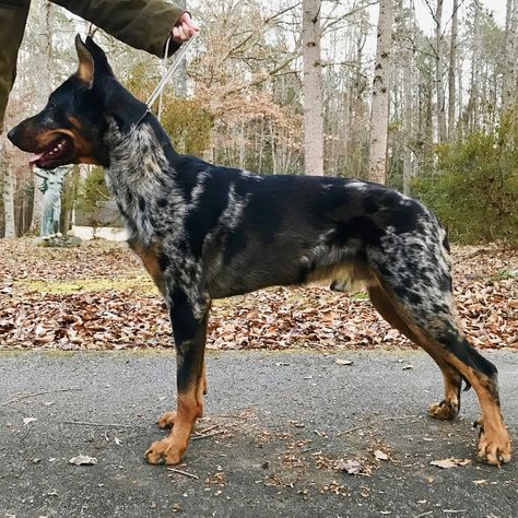 Tsavo 1 Years Old #Male #Harlequin BEAUCERON From #NorthAmerica @tsavothebeauceron Beauceron Dog Harlequin, Beauceron Harlequin, Harlequin Beauceron, Bluetick Coonhound, Purebred Dogs, Pretty Dogs, Dog Id, Guard Dogs