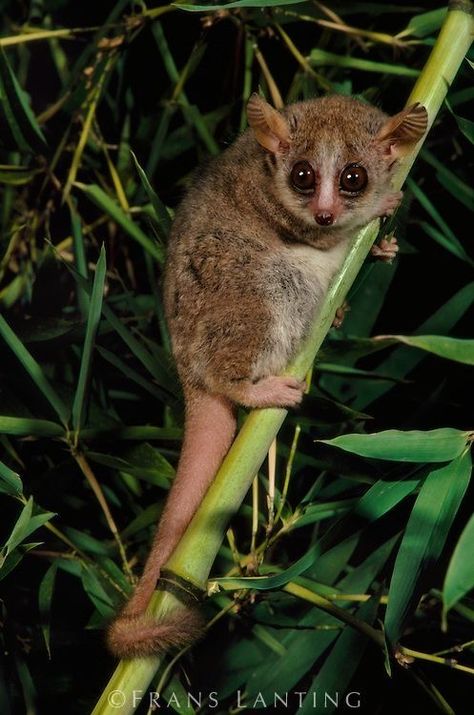 Mouse Lemur, Baby Lemur, Madagascar Animals, Frans Lanting, Brown Mouse, Hebrides Scotland, Regard Animal, Atlantic Puffin, Slow Loris