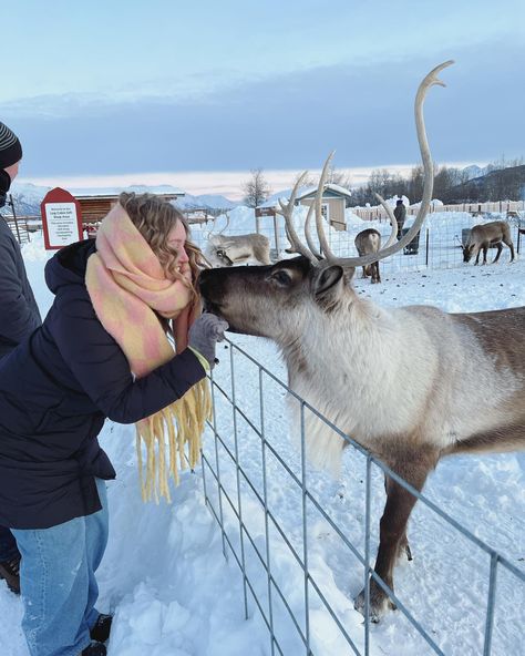 Winter Farm Aesthetic, Farm Asthetic, Reindeer Aesthetic, Dream Bored, Reindeer Farm, Reindeer Pet, Snow Picture, Rain Deer, Deer Farm