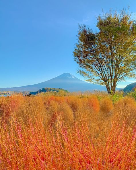 🍁Ōishi Park offers a picturesque setting where you can see beautiful flowers and kochia plants during autumn, with the stunning backdrop of Lake Kawaguchi-ko and the majestic Mt. Fuji🗻 Surrounding Lake Kawaguchiko, you'll find numerous attractions and the annual autumn leaves festival is not to be missed! Check out this year’s festival info below ⬇️ 🍁Fuji Kawaguchiko Autumn Leaves Festival #富士河口湖紅葉祭り 📍Main Event Spot: Lake Kawaguchi Maple Corridor #もみじ回廊 📆2024 Oct 26 ~ Nov 20 ⏰9AM ~ 7... Kochia Plants, Lake Kawaguchiko, Mt Fuji, Main Event, Autumn Leaves, Beautiful Flowers, This Year, Lake, Festival