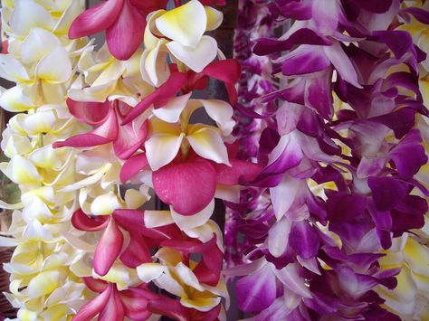 Flower Lei, Holiday Dates, Plumeria Flowers, Hawaii Surf, May Days, Surf Camp, Learn To Surf, Flower Names, Fresh Flower