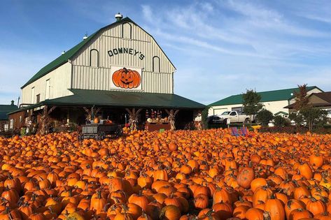 There's a massive pumpkin festival near Toronto opening this month Things To Do In Toronto, Canadas Wonderland, Pumpkin Festival, Fall Vegetables, Pumpkin Patches, Festival 2023, Pumpkin Picking, Bountiful Harvest, Season Of The Witch