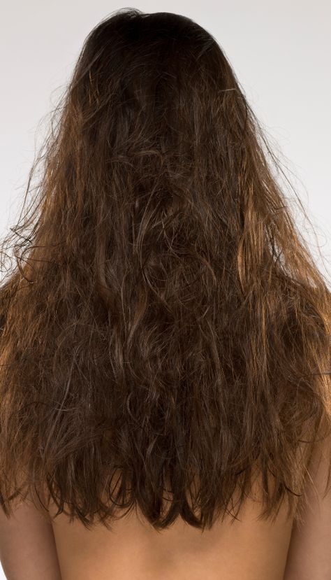 Blog 2 — Haiirology Black Frizzy Hair, Frizzy Hair Aesthetic, Frizzy Brown Hair, Frizzy Hair Styles, Frizz Curly Hair, Damaged Black Hair, Frizzy Hair Hairstyles, Curly Frizzy Hair, Fizzy Hair