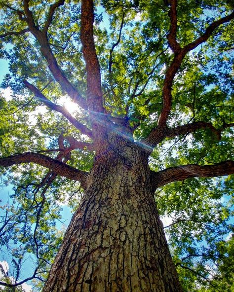 Tree Perspective, Ceiling Painting, Old Trees, Zentangle Drawings, Tree Photography, Landscape Trees, Nature Animals, Looking Up, Drawing Reference