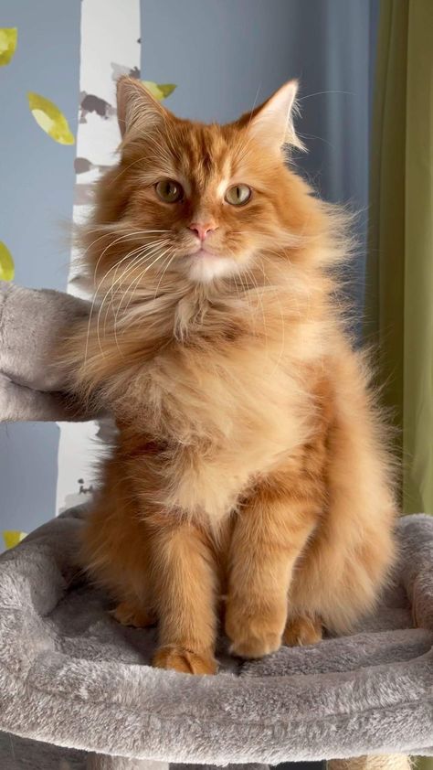 Long Hair Orange Tabby Cat, Orange Longhair Cat, Ginger Siberian Cat, Orange Maincoon Cat, Ginger Ragdoll Cat, Siberian Cat Orange, Ginger Maine Coone Cat, Big Orange Cat, Long Hair Orange Cat