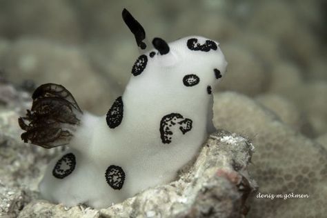 Bunny Sea Slug, Eternal Return, Pretty Fonts, Saltwater Tank, Sea Snail, Sea Slug, Slug, Ocean Life, Feminine Energy