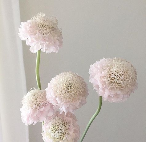 Blush Scabiosa South Carolina Wedding, Southern Weddings, Charleston Wedding, Hard Times, Hard Time, Wedding Florist, Your Name, The Truth, Tablescapes