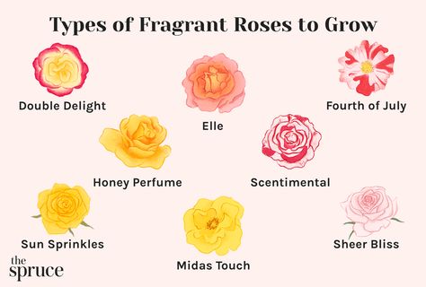 10 Types of Fragrant Roses to Grow Fragrant Roses, Types Of Roses, Growing Tips, Cut Flower Garden, Sunshine Coast, Cut Flowers, Queensland, Fourth Of July, Flower Garden