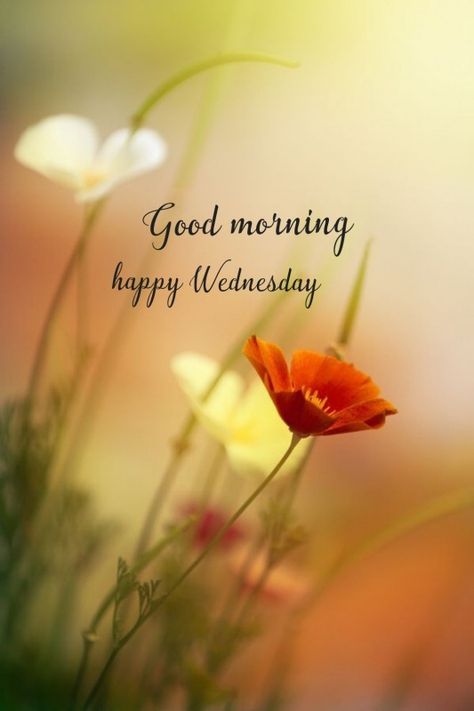 470+ Wednesday Pictures, Images, Photos Wednesday Morning Images, Happy Wednesday Pictures, Good Morning Happy Wednesday, Wednesday Wallpaper, Happy Wednesday Images, Wednesday Greetings, Greetings For The Day, Good Morning Wednesday, Good Morning Tuesday