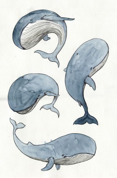 Exercice de Style Whale Drawing, Whale Art Print, Whale Art, 수채화 그림, Arte Sketchbook, Dessin Adorable, Arte Animal, Sketch Art, Art Drawings Sketches