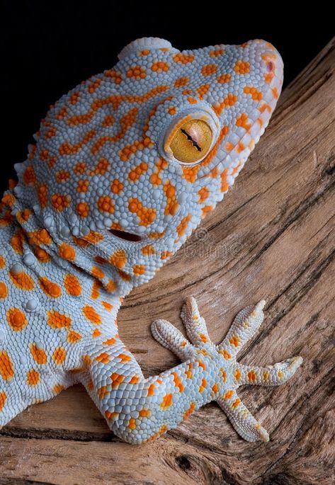 Tokay Gecko, Gecko Habitat, Cute Lizard, Cute Reptiles, Crested Gecko, Chameleons, Leopard Gecko, Reptiles Pet, Pet Hacks